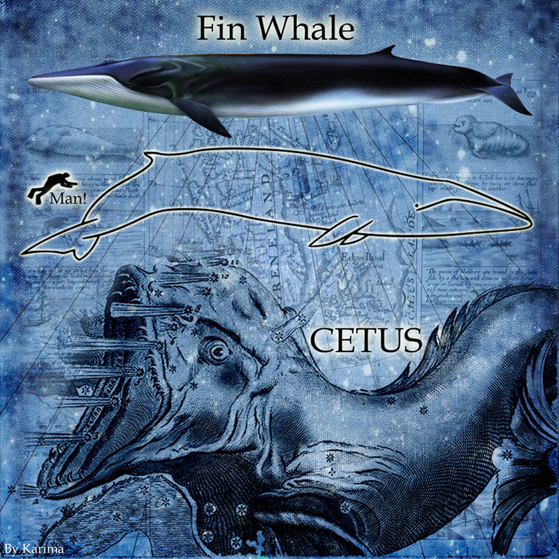 Cetus the whale constellation